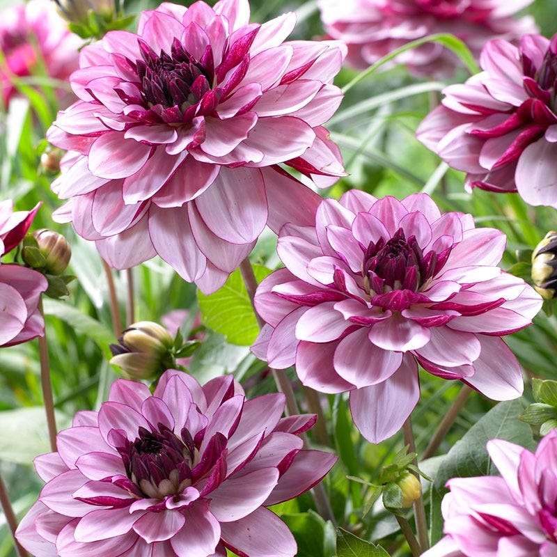 Creme de Cassis Decorative Dahlia - Image 2