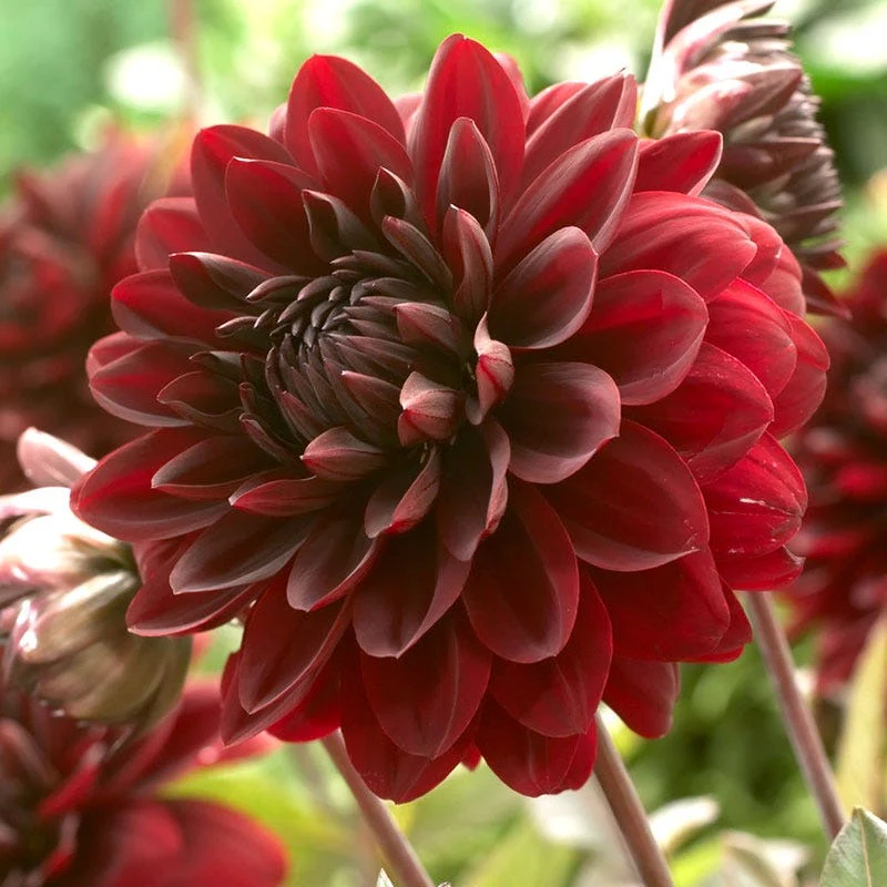 Karma Choc® Semi Dinner Plate Dahlia - Image 2