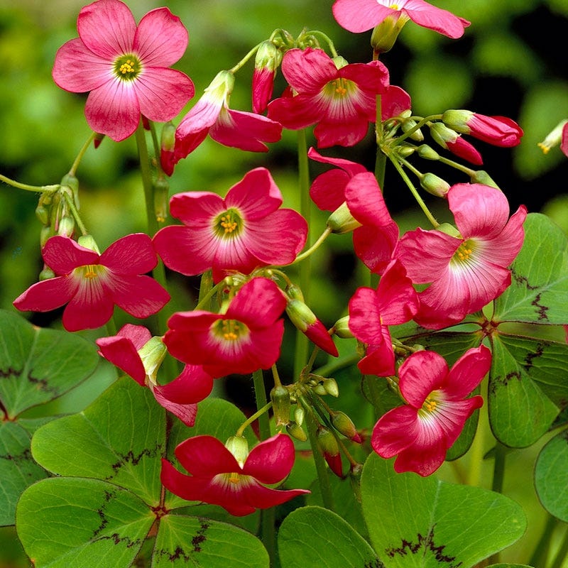 Pink Shamrock