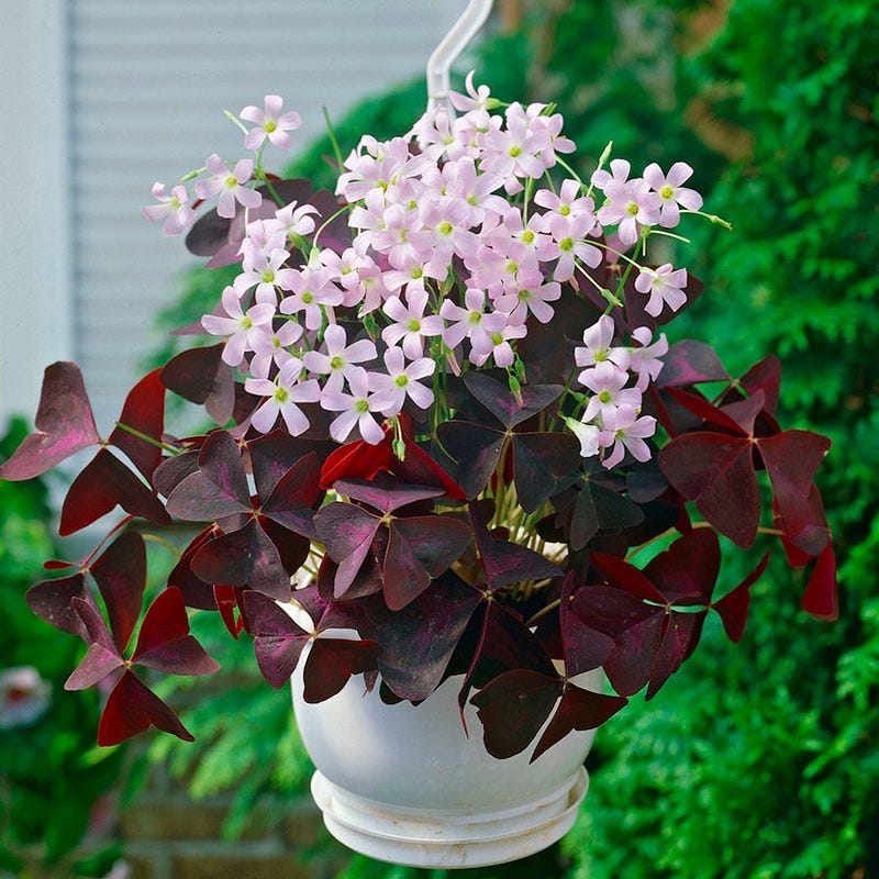 Purple Shamrock - Image 3