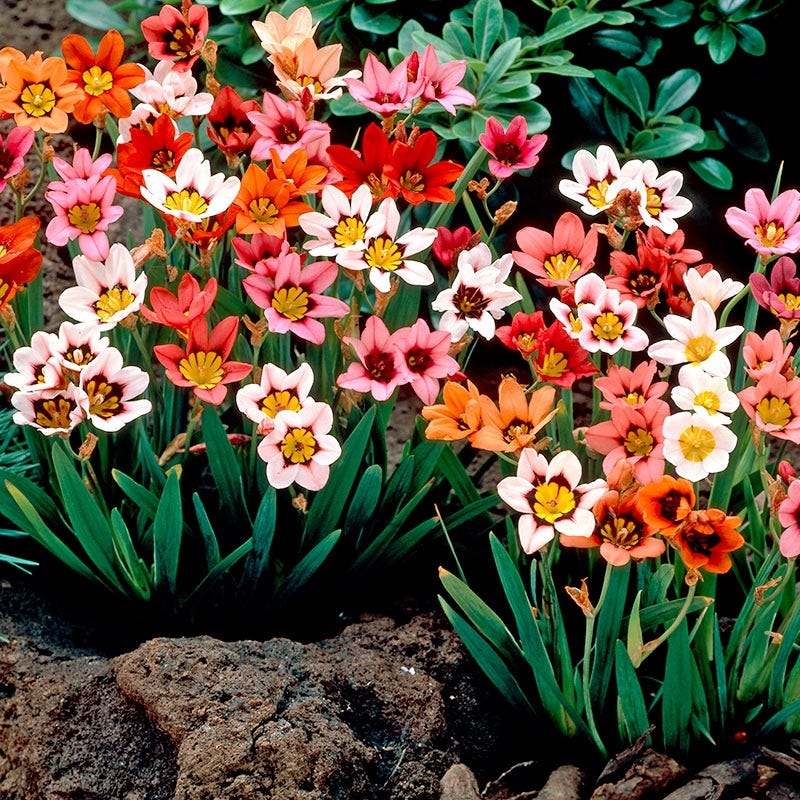Sparaxis Mix - Image 5
