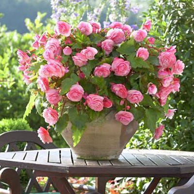 Double Pink Begonia - Image 2