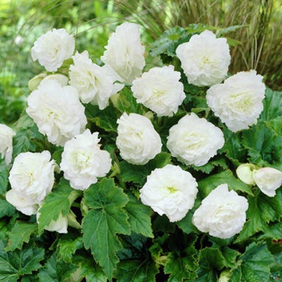 Double White Begonia - Image 2