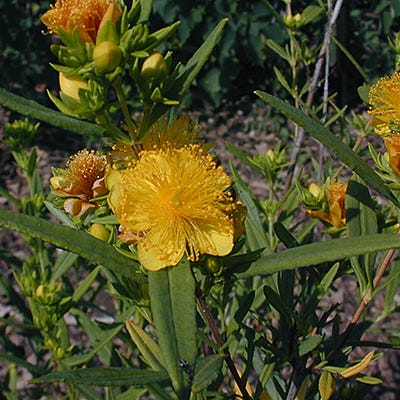 Shrubby St. John's Wort Seeds