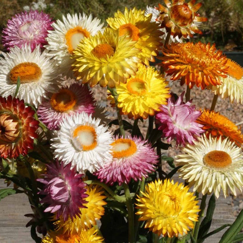 Dwarf Strawflower Seed Mix - Image 2