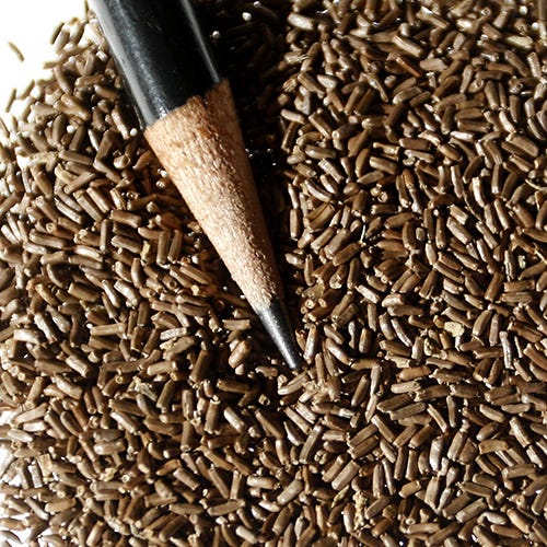 Tall Strawflower Seed Mix - Image 2