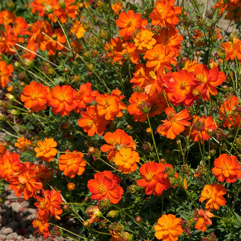 Sulphur Cosmos Seeds - Image 2