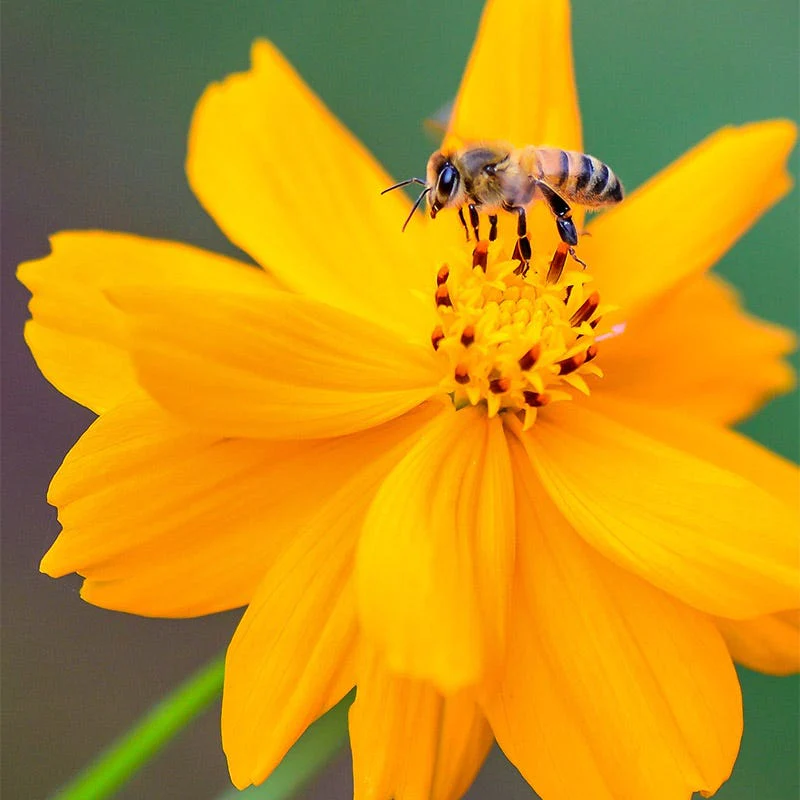 Sulphur Cosmos Seeds - Image 5