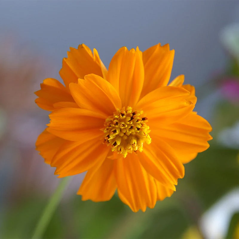 Colorburst Cosmos Seed Packet Set - Image 3