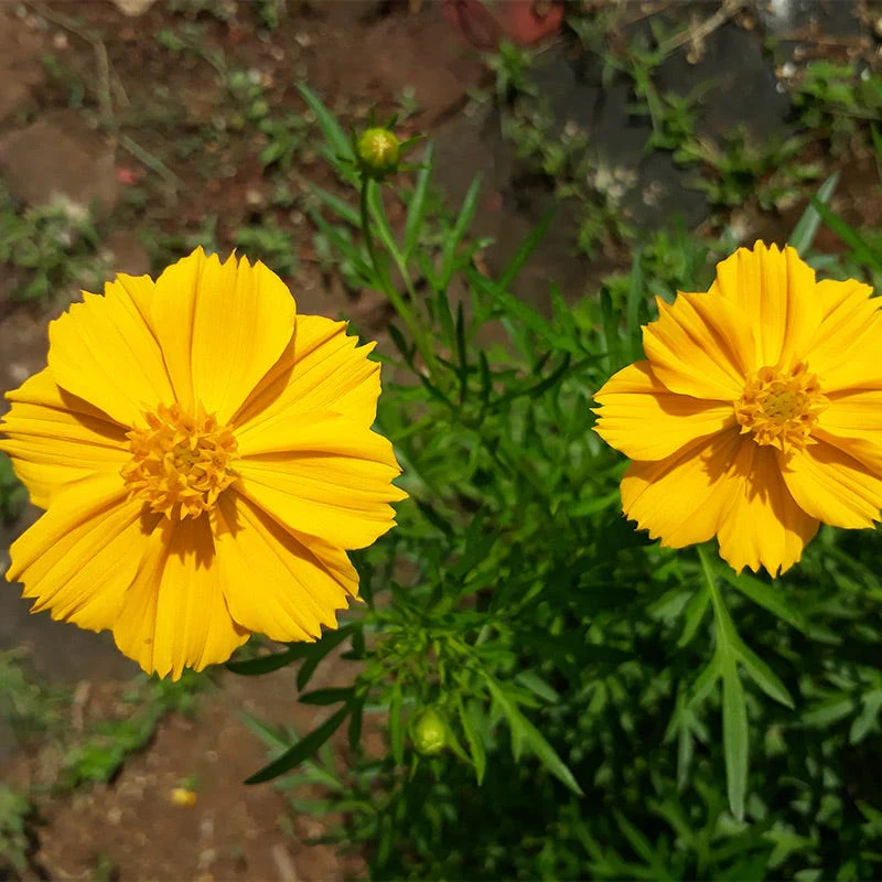 Dwarf Gold Sulphur Cosmos Seeds - Image 2