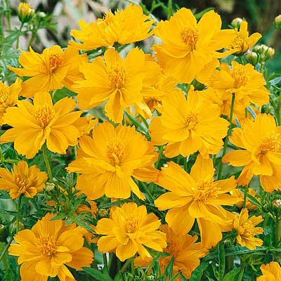 Dwarf Gold Sulphur Cosmos Seeds - Image 3