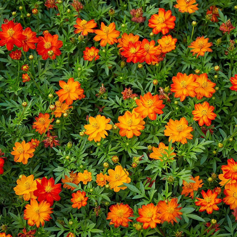 Polidor Sulphur Cosmos Seeds - Image 2