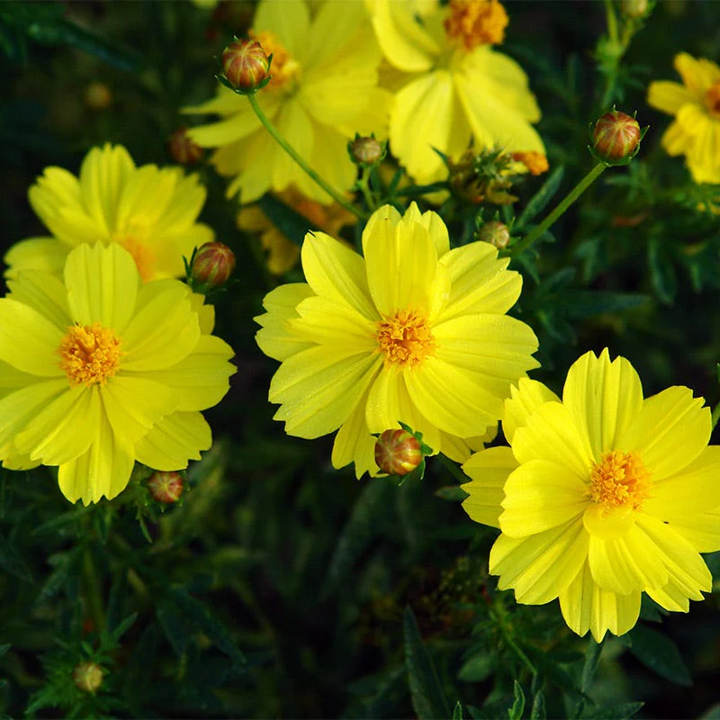Polidor Sulphur Cosmos Seeds - Image 3