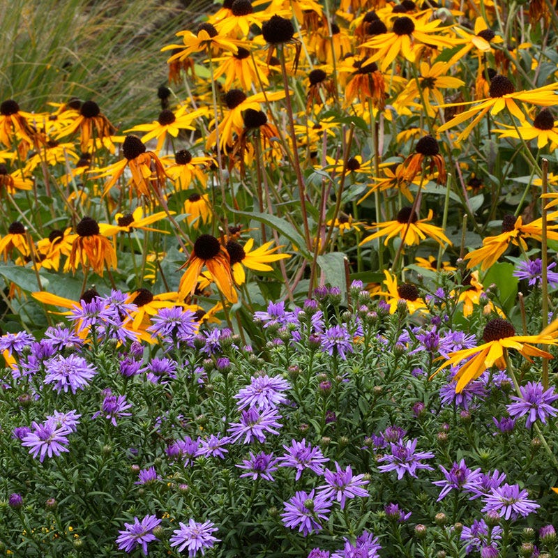 Sun Loving Pre-Planned Garden - Large - Image 2