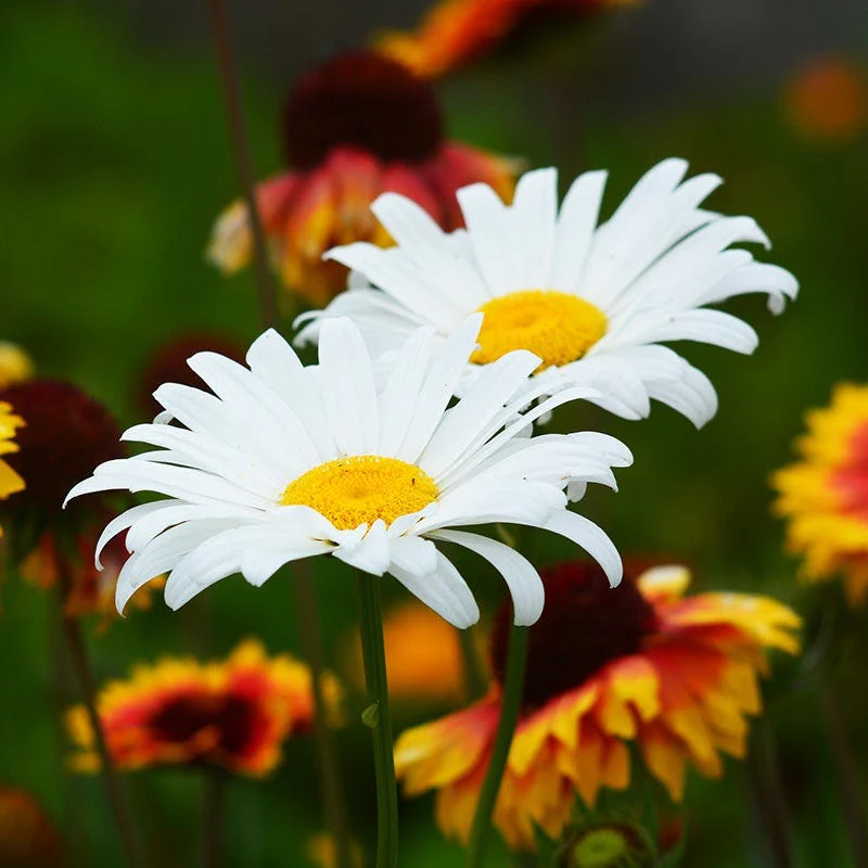 Summer Long Blooms Pre-Planned Garden - Image 13