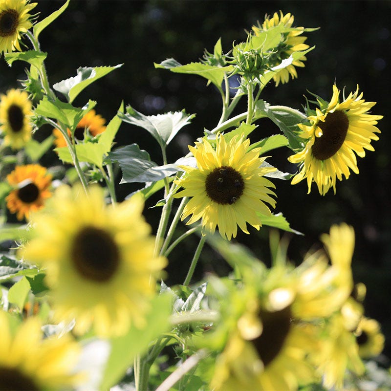 Sunflower Seed Mix - Image 2