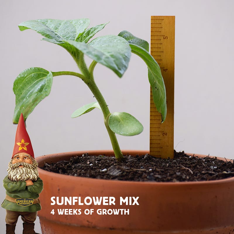 Sunflower Seed Mix - Image 4