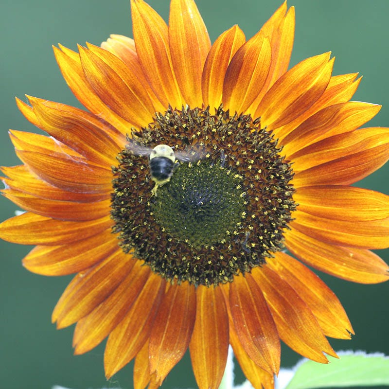 Sunset Serenade Sunflower Seed Packet Set - Image 6