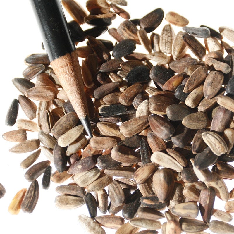 Autumn Beauty Sunflower Seeds - Image 9