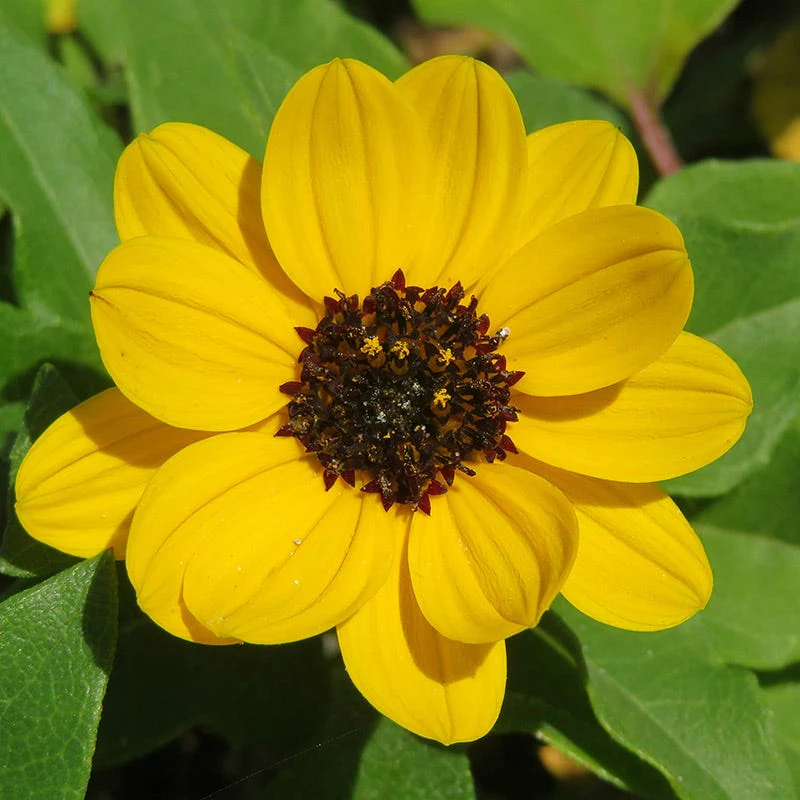 Beach Sunflower Seeds - Image 2