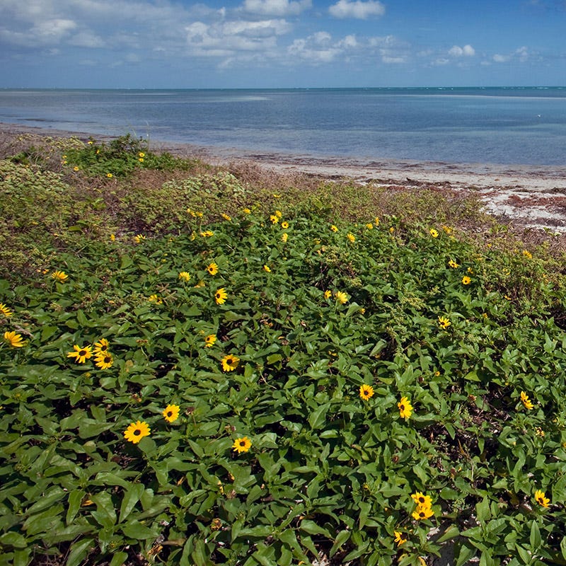 Beach Sunflower Seeds - Image 3