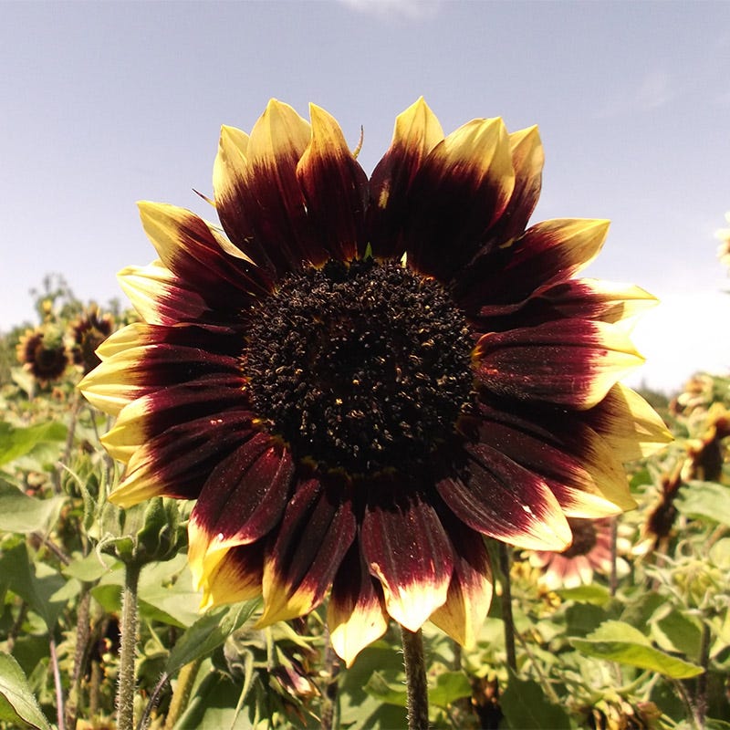 Sunset Serenade Sunflower Seed Packet Set - Image 3