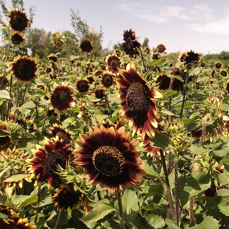 Crimson Velvet Sunflower Seeds - Image 2