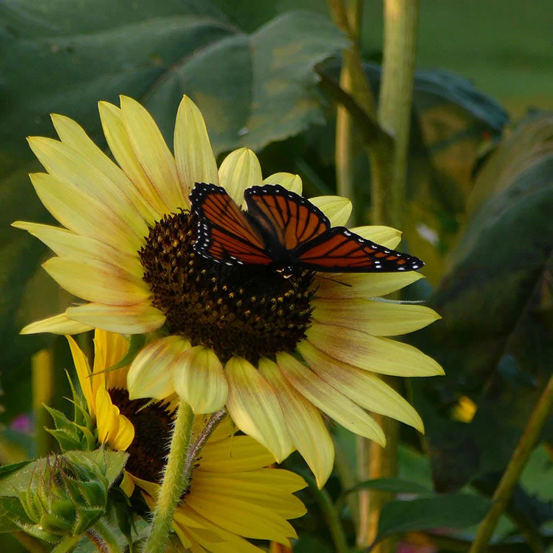 Evening Colors Sunflower Seeds - Image 3