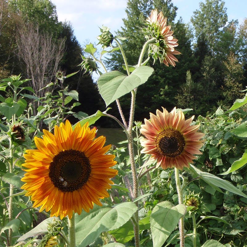 Evening Colors Sunflower Seeds - Image 4