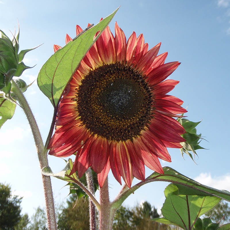 Evening Colors Sunflower Seeds - Image 5