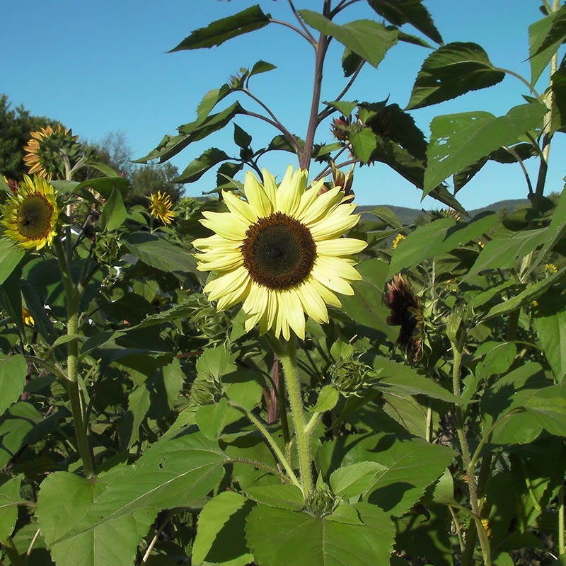 Evening Colors Sunflower Seeds - Image 6