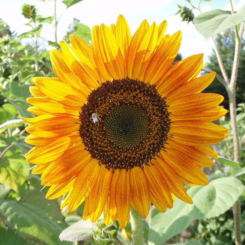 Evening Colors Sunflower Seeds - Image 7