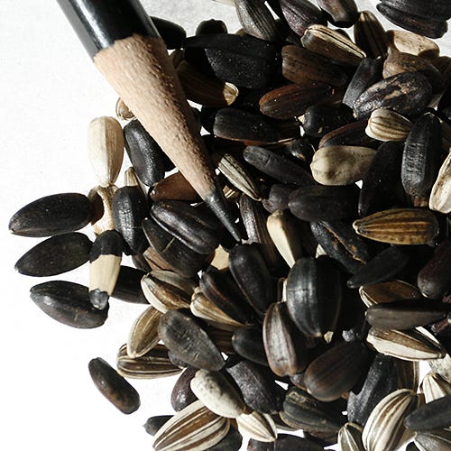 Evening Colors Sunflower Seeds - Image 8