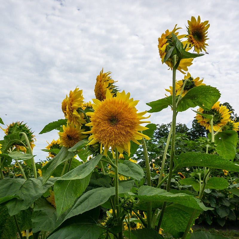 Giant Teddy Bear Sunflower Seeds - Image 5