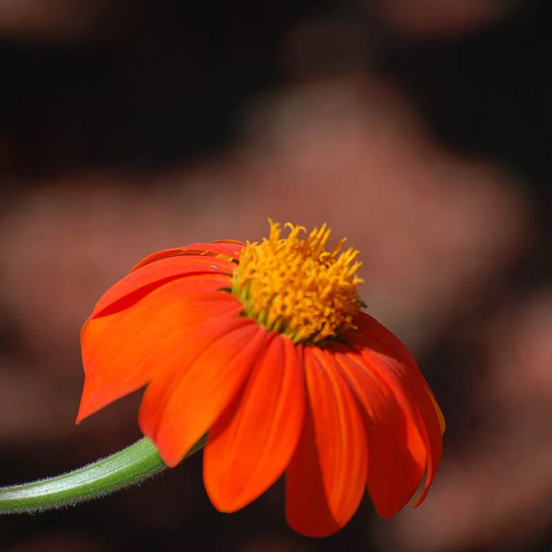 Mexican Sunflower Seeds - Image 5