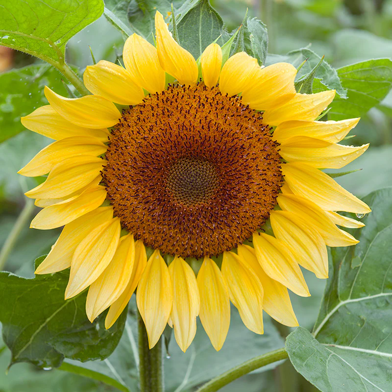 ProCut® Sunflower Seed Packet Set - Image 3