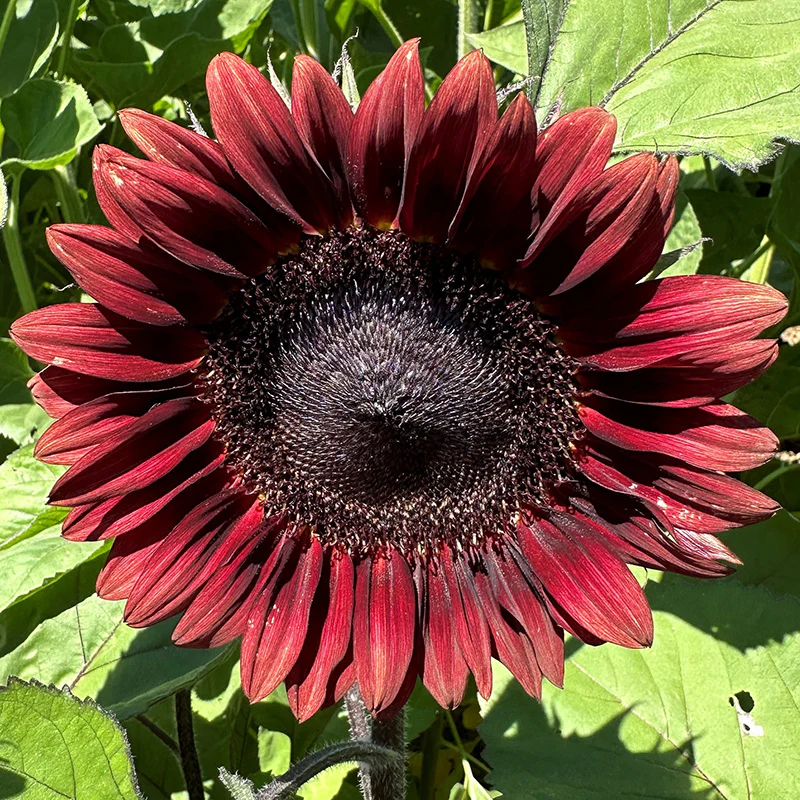 ProCut® Red Sunflower Seeds