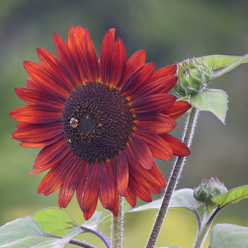 Red Sun Sunflower Seeds - Image 2