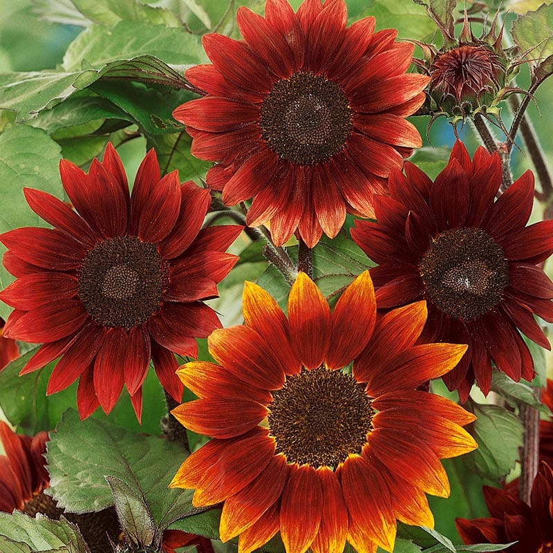 Rouge Royale Sunflower Seeds