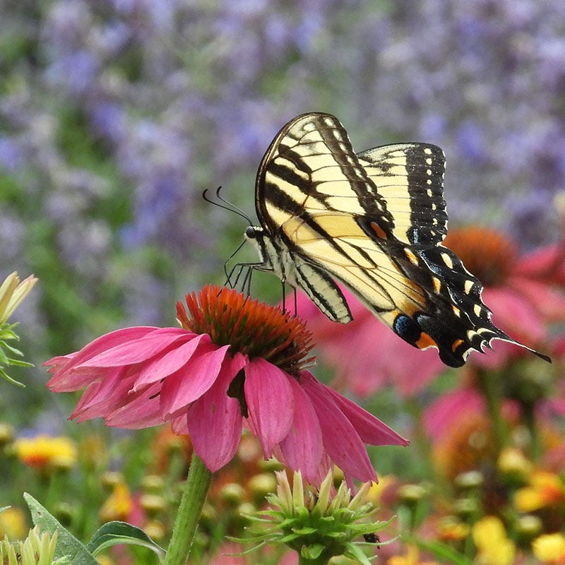 Support Your Pollinators Pre-Planned Garden - Image 10