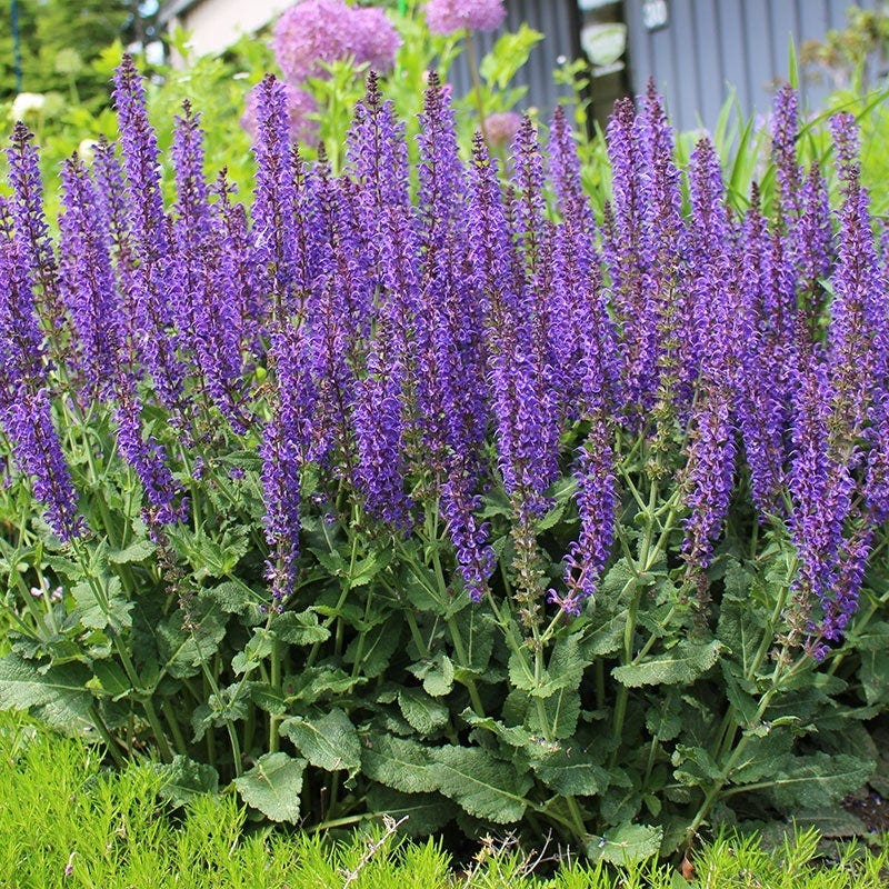 Summer Long Blooms Pre-Planned Garden - Image 7