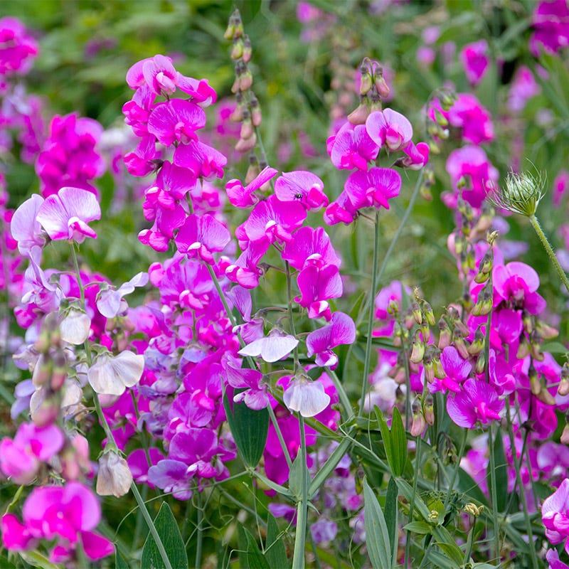 Sweet Pea Seeds - Image 5