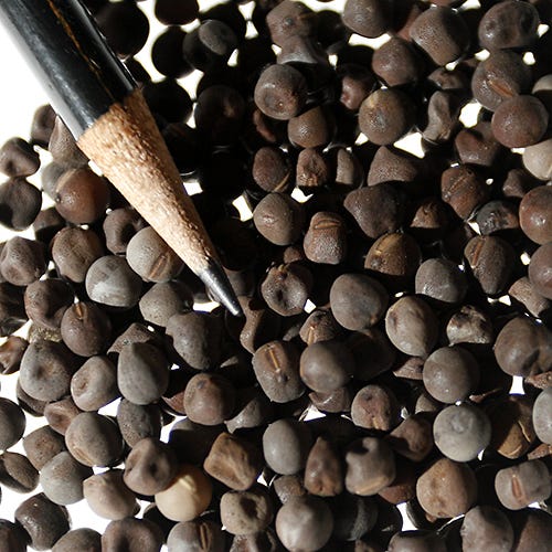 Sweet Pea Seeds - Image 6
