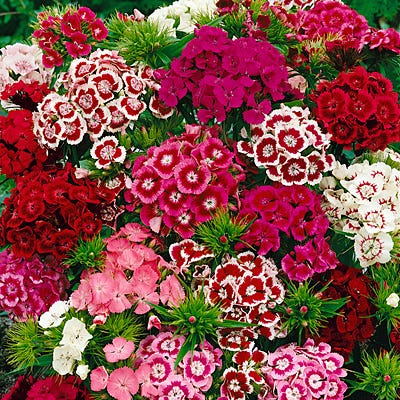 Sweet William Seeds - Image 2
