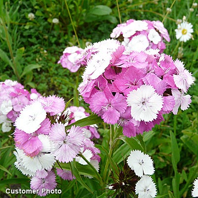 Sweet William Seeds - Image 7