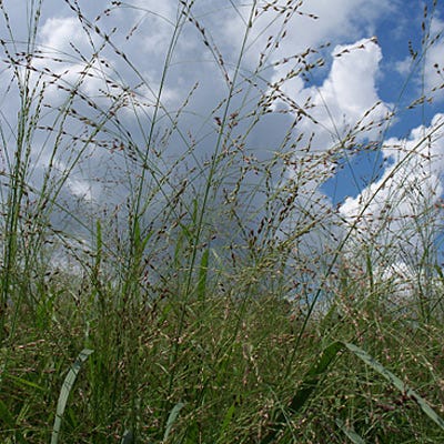 Switchgrass Shelter Seeds - Image 2