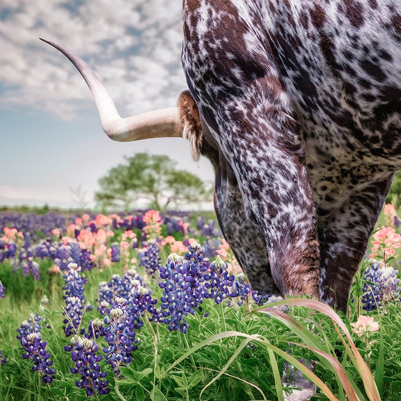Texas Bluebonnet Seeds - Image 3
