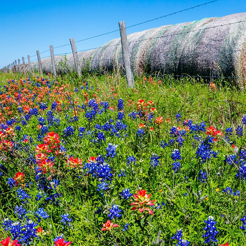 Texas Bluebonnet Seeds - Image 4