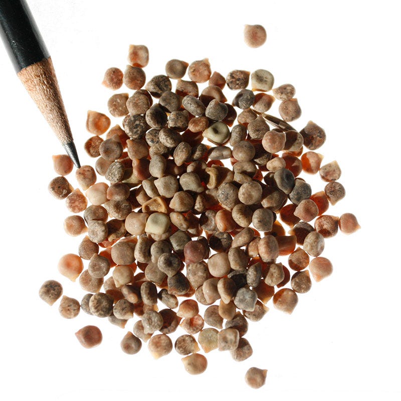 Texas Bluebonnet Seeds - Image 6