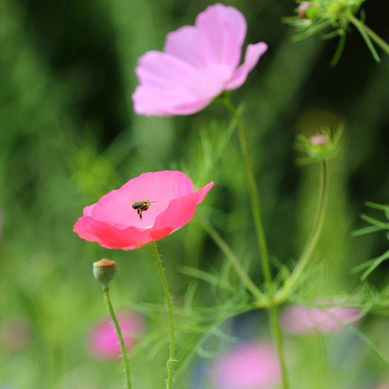 Texas & Oklahoma Select Wildflower Seed Mix - Image 3